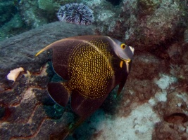 Juvenile French Angelfish IMG 7272